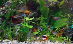 Neon Tetra Tank