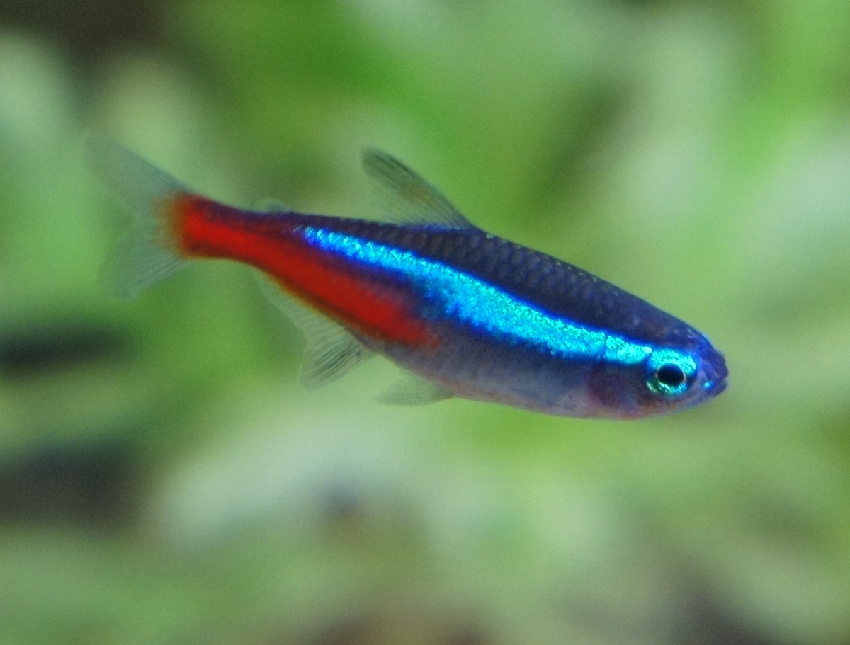 pregnant neon tetra eggs