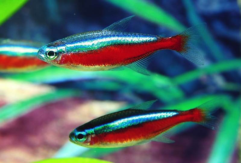 Neon Tetra Fish Facts  Paracheirodon innesi - A-Z Animals
