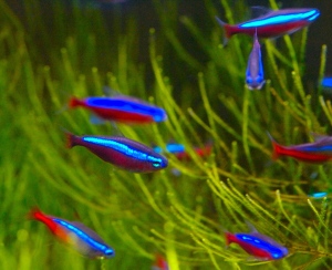 Neon Tetra Images