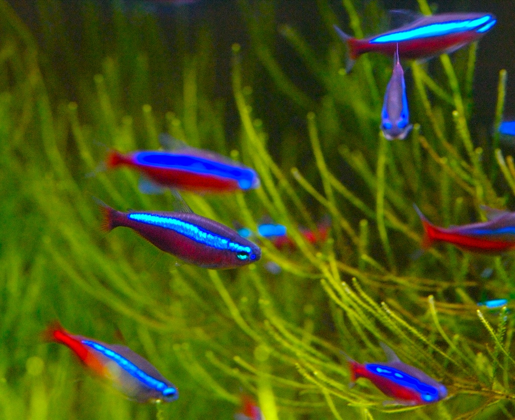 The Neon Tetra - a fish that changed the world 