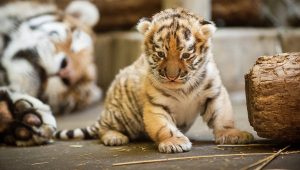 Siberian Tiger Baby