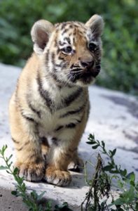 Siberian Tiger Cub