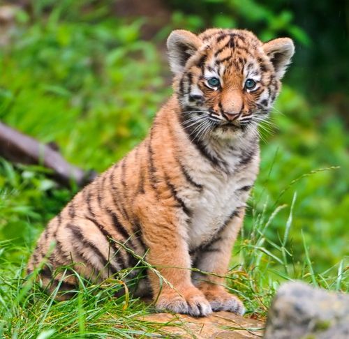 Baby Siberian Tigers