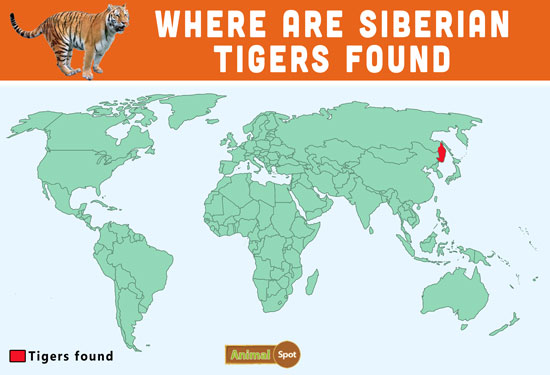 Siberian Tiger Population Chart