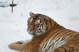 Siberian Tiger Images