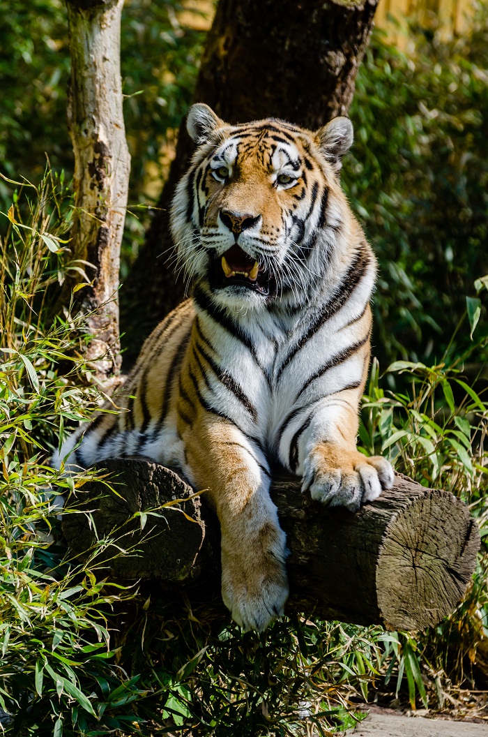 Tiger Facts, Types, Classification, Habitat, Diet, Adaptations