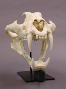 Siberian Tiger Skull