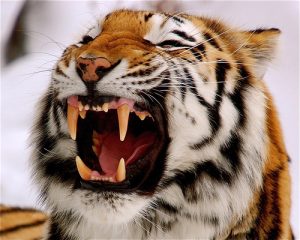 Siberian Tiger Teeth