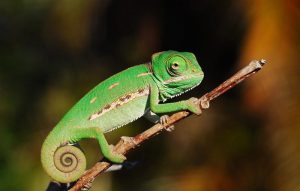 Veiled Chameleon Baby