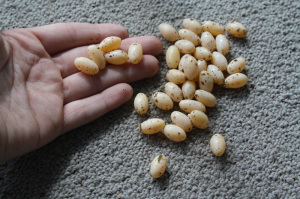 Veiled Chameleon Eggs