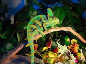 Veiled Chameleon Photos