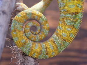 Veiled Chameleon Tail