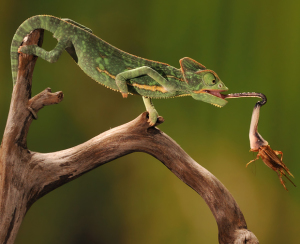 Veiled Chameleon Tongue