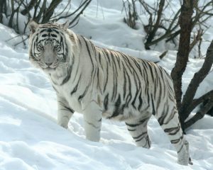 White Siberian Tiger