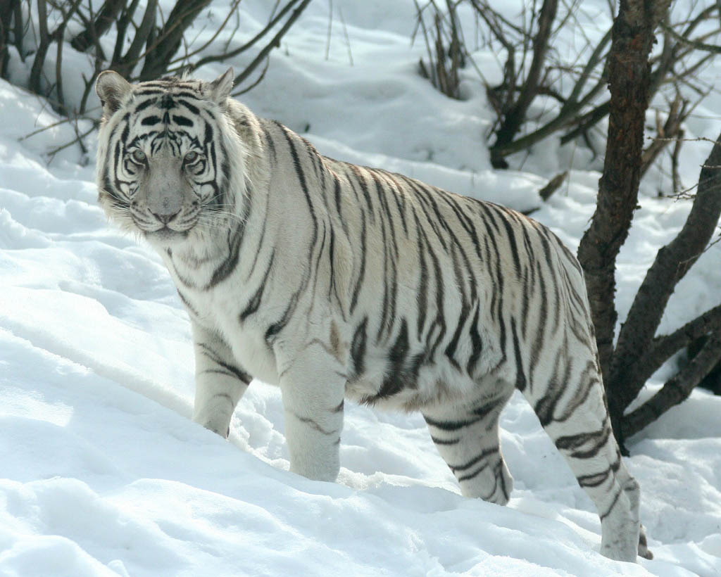 Siberian Tiger Classification Chart