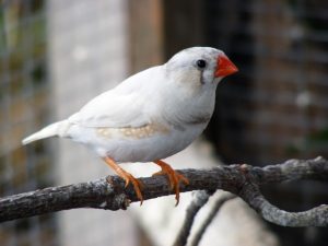 White Zebra Finch