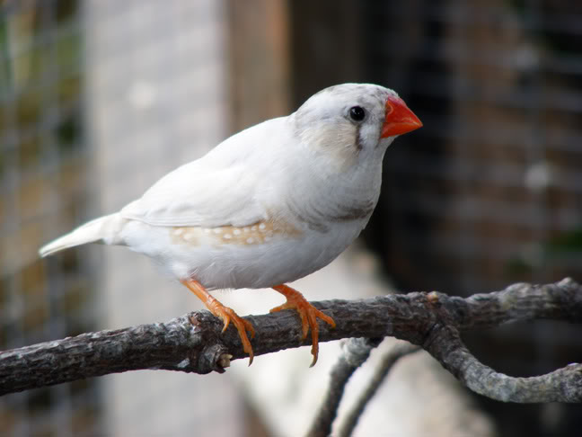 Zebra Finch Facts Diet Breeding Mutations Pet Care Pictures,Small Parrots That Talk