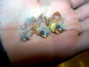 Zebra Finch Babies