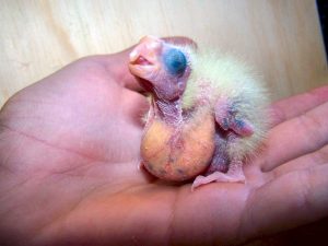 Zebra Finch Baby