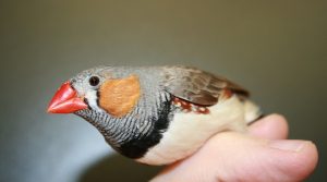 Zebra Finch Beak