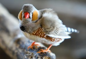 Zebra Finch Bird