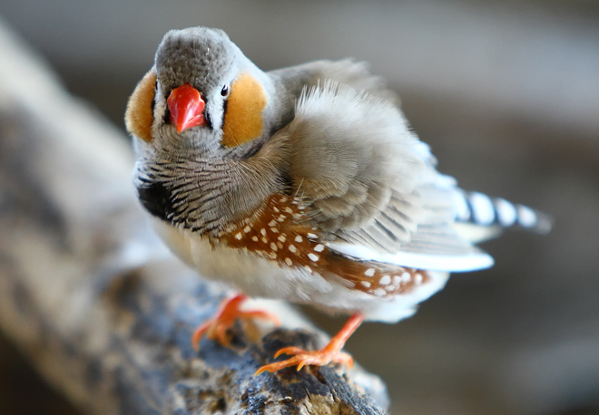 finch bird breeding