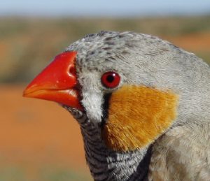 Zebra Finch Head