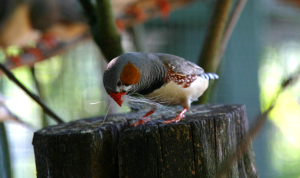 Zebra Finch Images