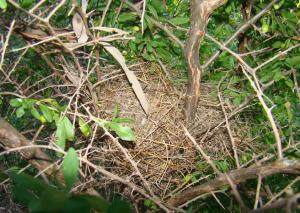 Zebra Finch Nest