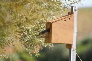 Zebra Finch Nest Box