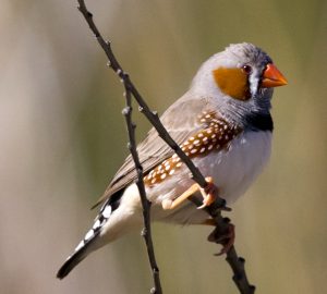 Zebra Finch Photos