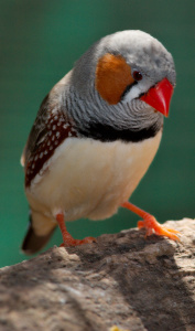 Zebra Finch Pictures