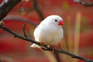 Zebra Finch White