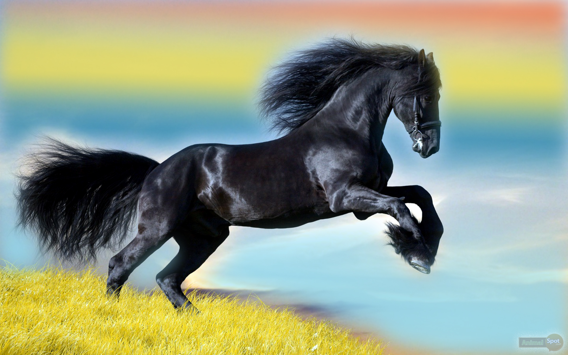 Horse Wallpapers - Animal Spot
