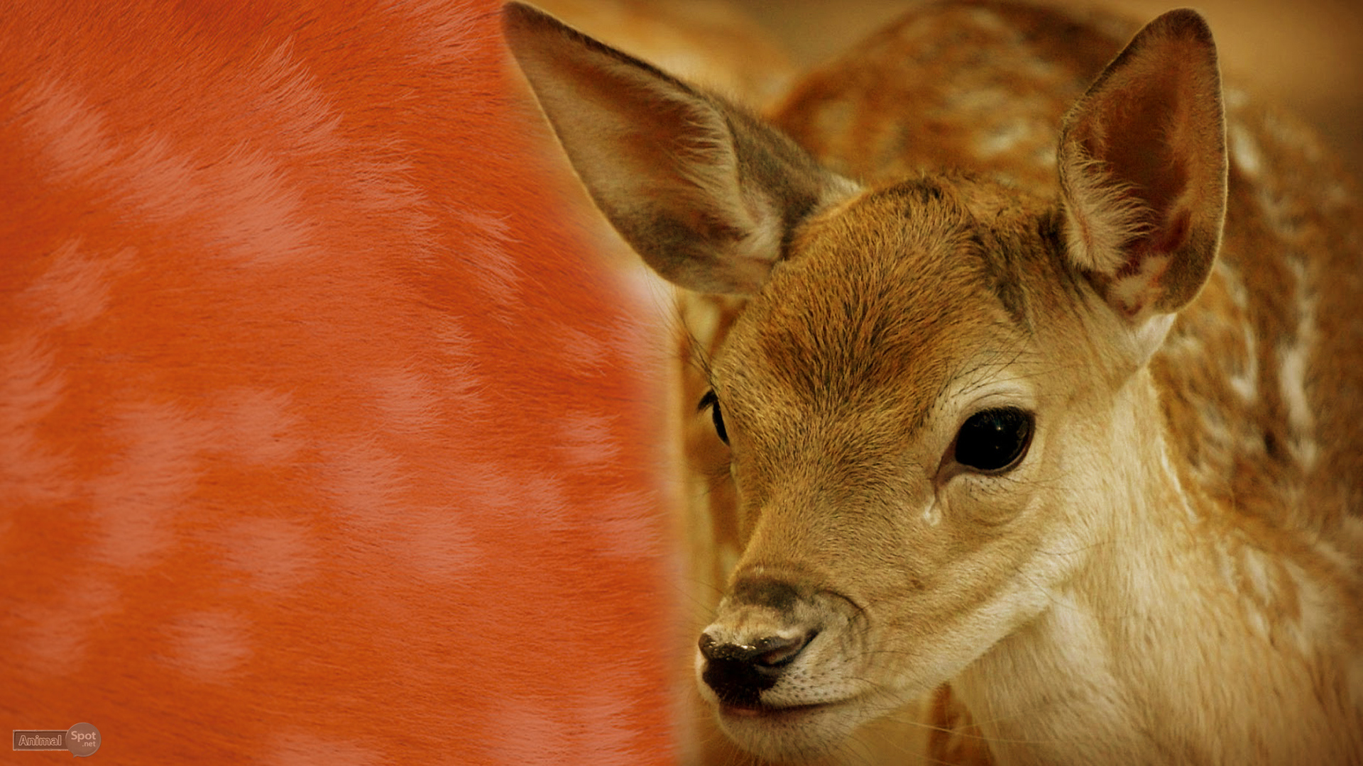 Deer Wallpapers - Animal Spot