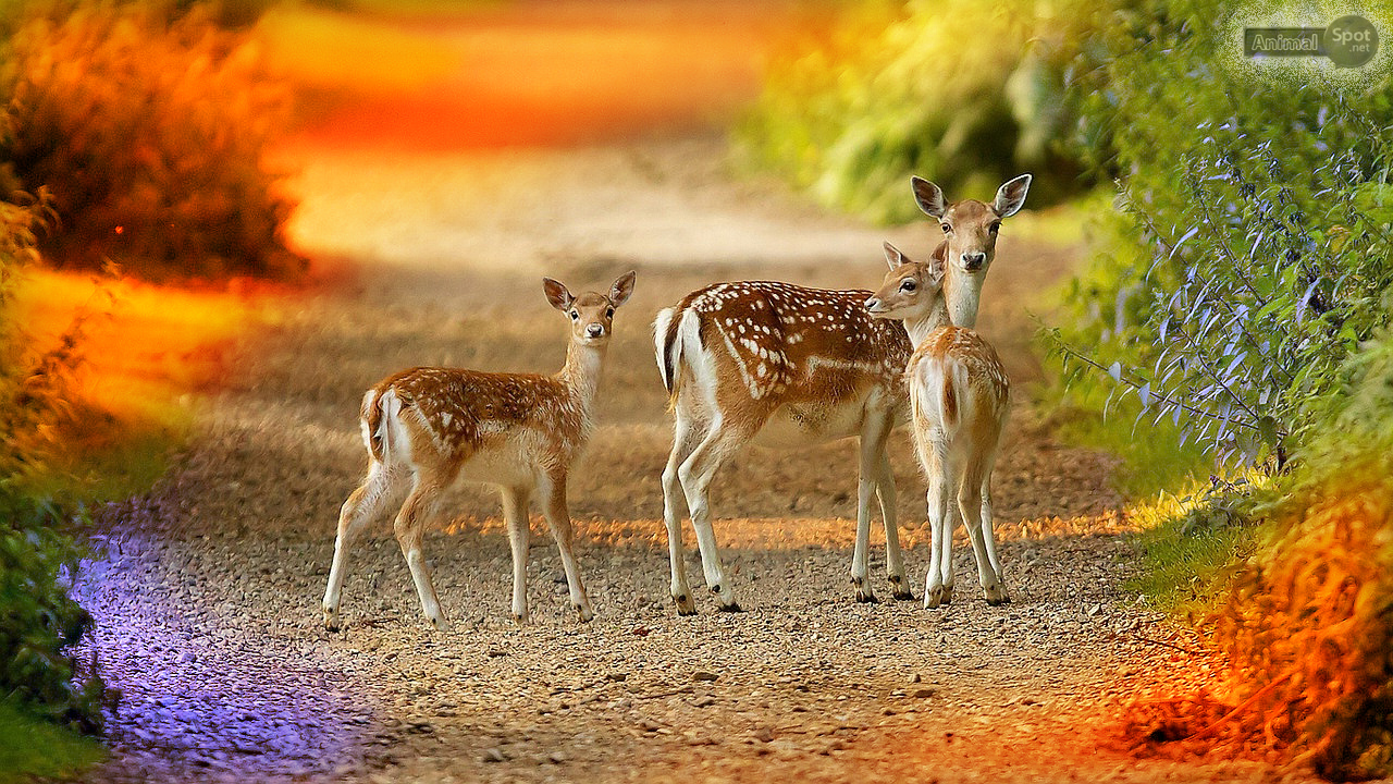 Cool Deer Wallpapers  Wallpaper Cave