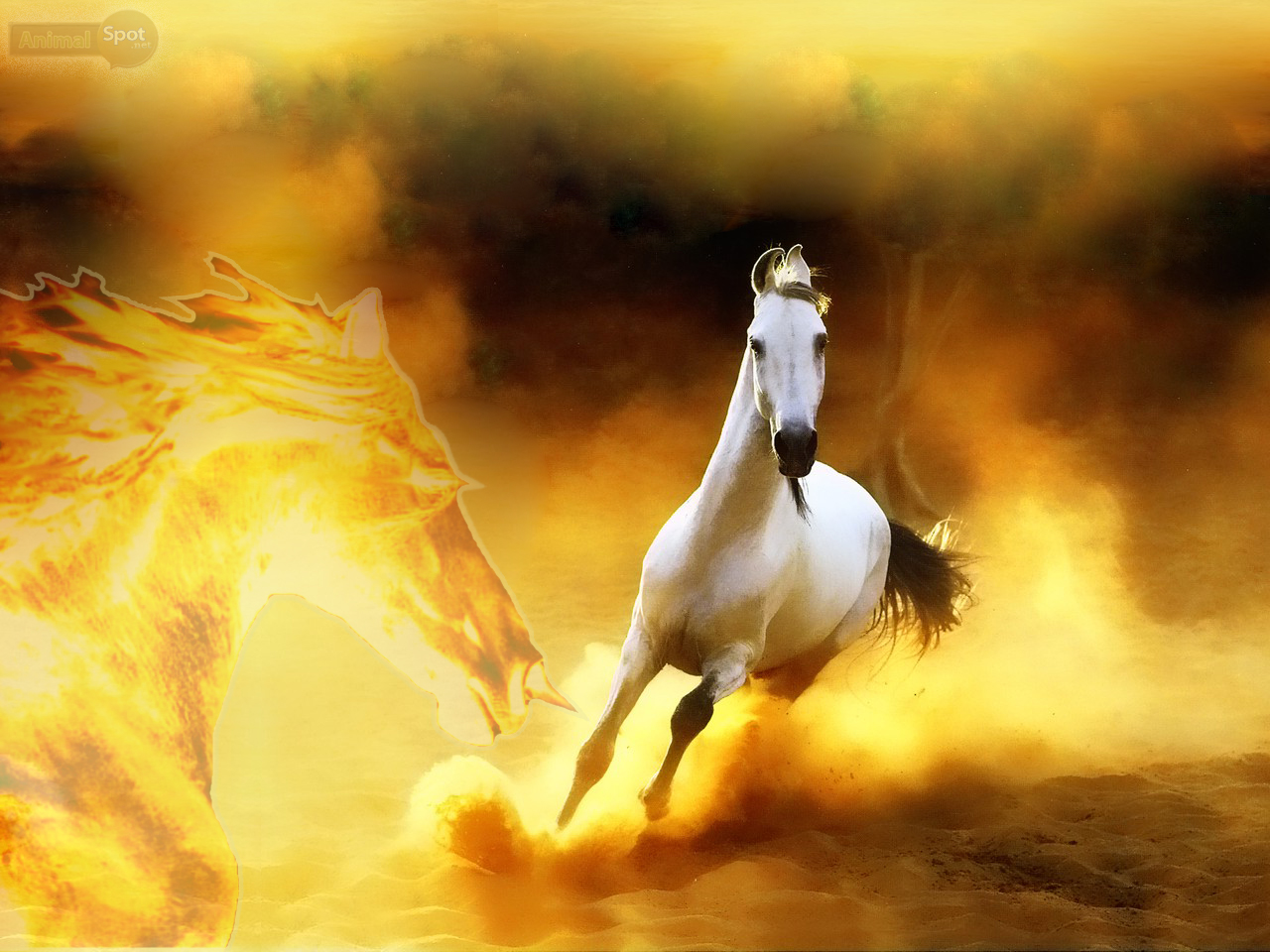 flying fire horse wallpaper