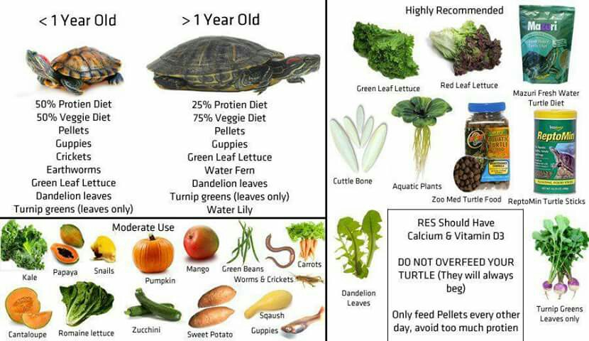 What Eats Turtles Red Eared Slider? 2