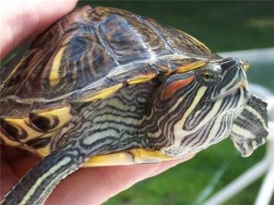 Red-Eared Slider Turtle