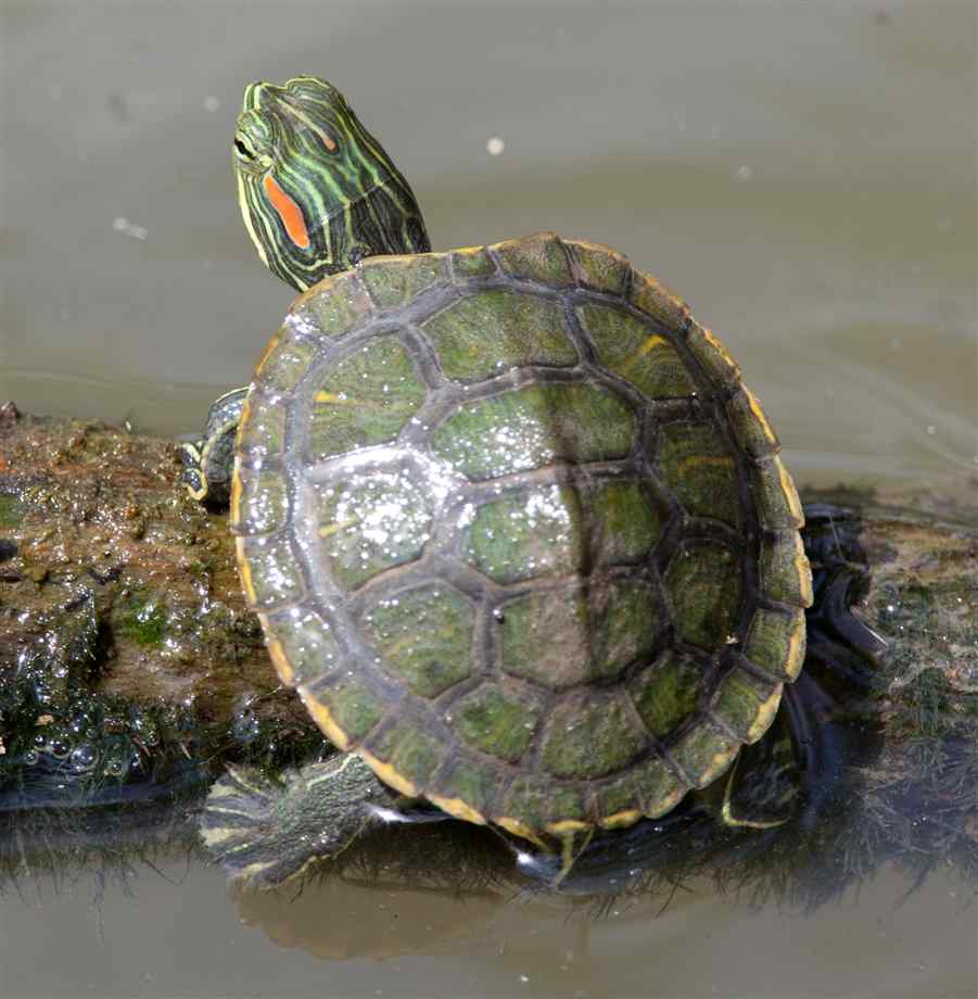 Carapace 8-9 inch Long Male Red Eared Slider 10 Real Turtle Shells 