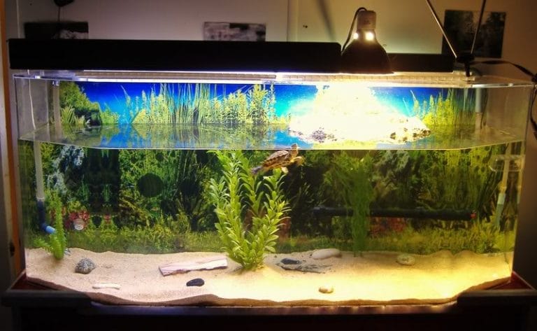 Red-Eared Slider Turtle - Facts, Habitat, Diet, Pet Care, Pictures
