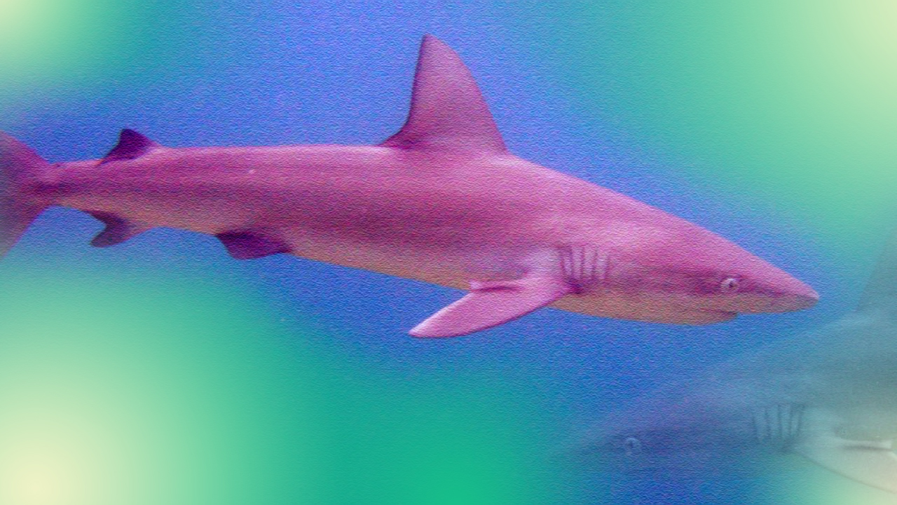 Hammerhead Sharks  Shark Aesthetic HD wallpaper  Pxfuel