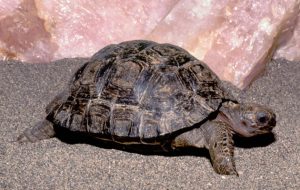 Baby Galapagos Tortoise