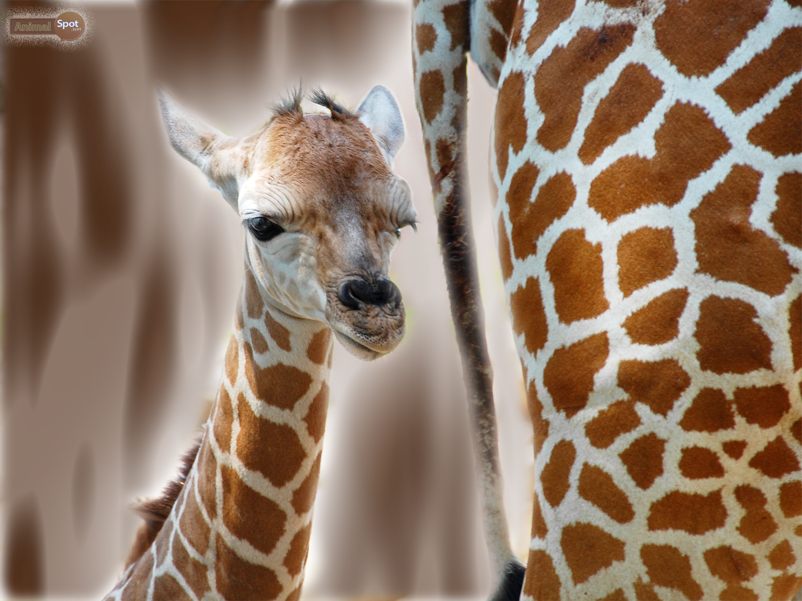 Giraffe Wallpapers - Animal Spot