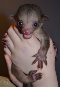 Baby Kinkajou