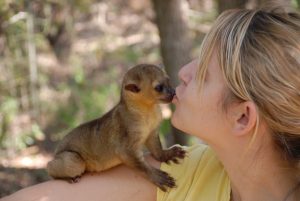 Baby Kinkajou Pictures