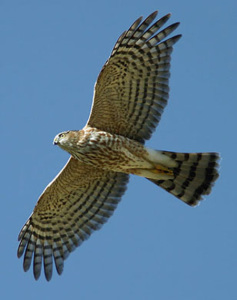 Flying Sharp Shinned Hawk