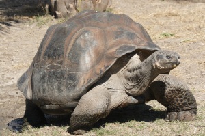 Galapagos Tortoise