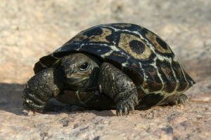Galapagos Tortoise Baby